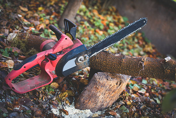 How Our Tree Care Process Works  in  Nicholls, GA